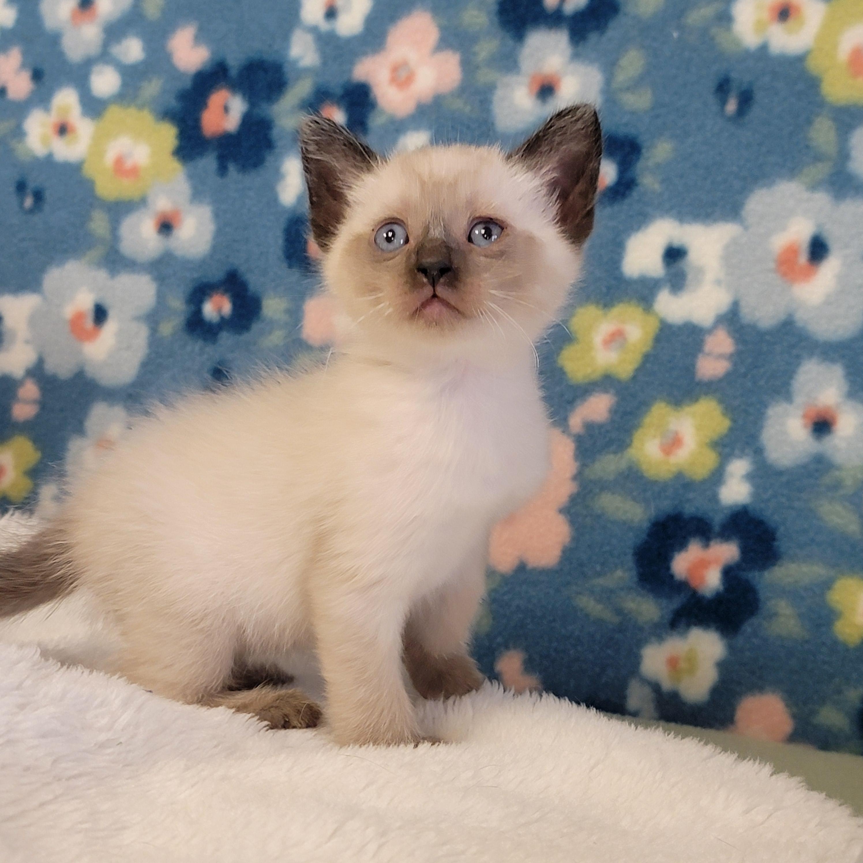 Egg Roll, ADOPTABLE, Young Male Siamese.