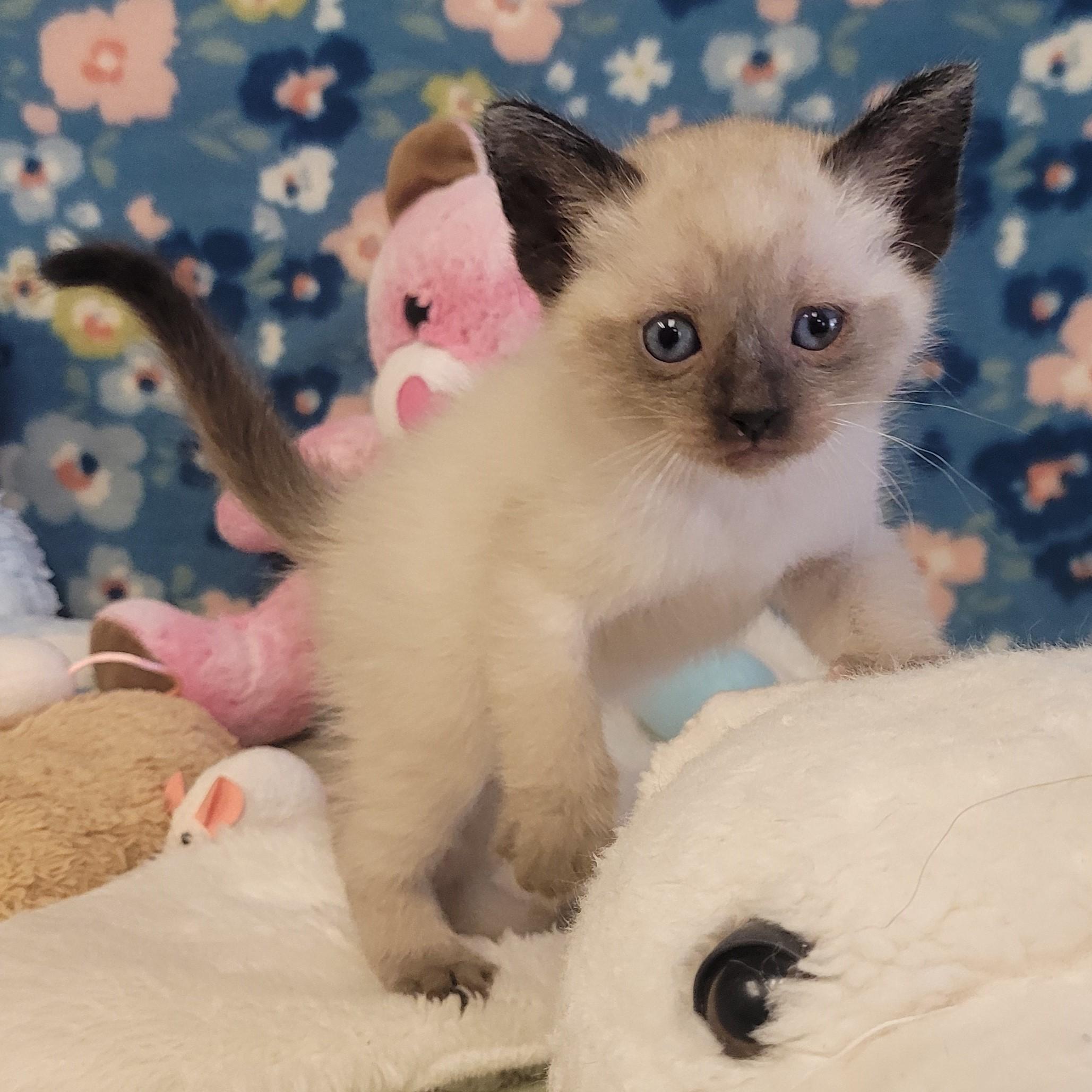 Enlarge Egg Roll, a ADOPTABLE mixed breed in ALPINE, TX image 5/6