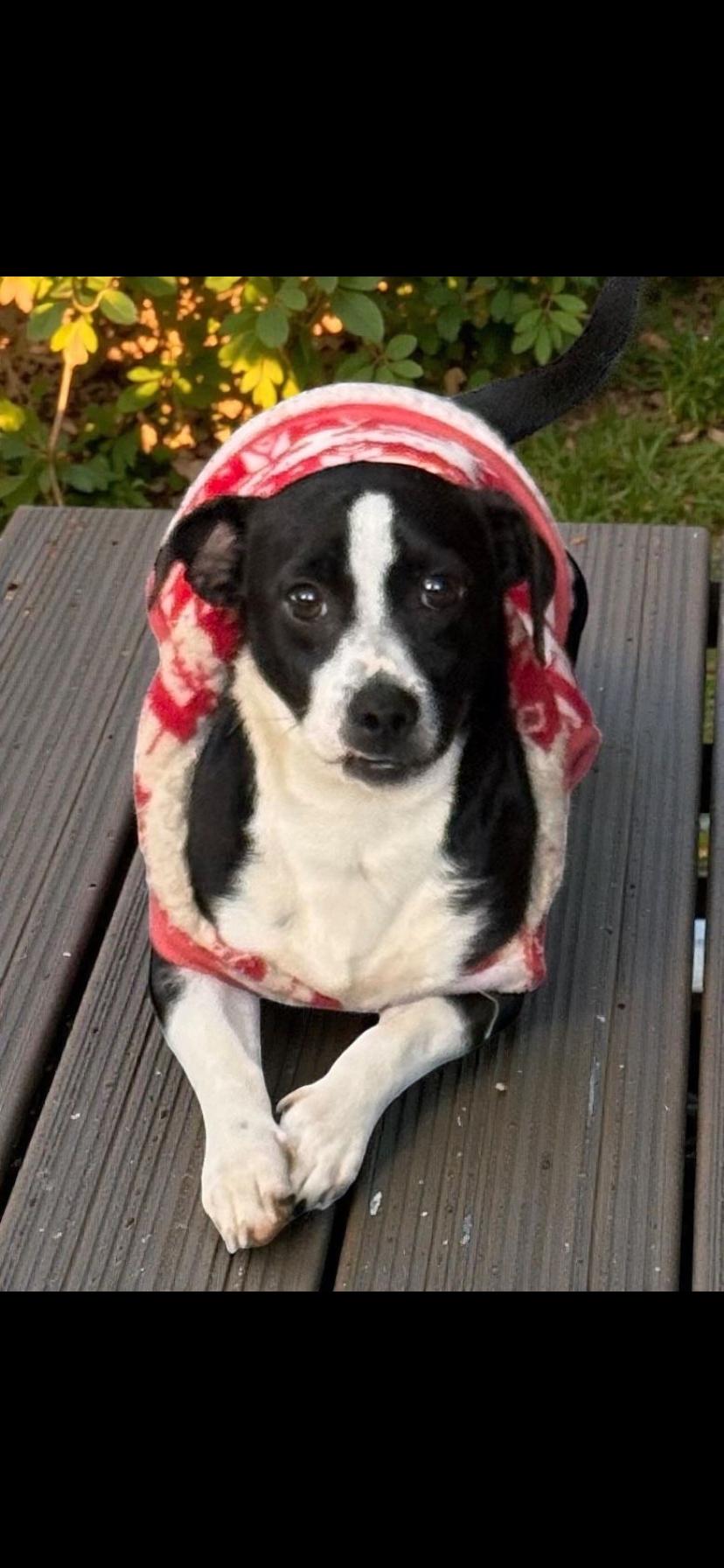 Matteo, a ADOPTABLE mixed breed in Oceanside, CA image 1/3