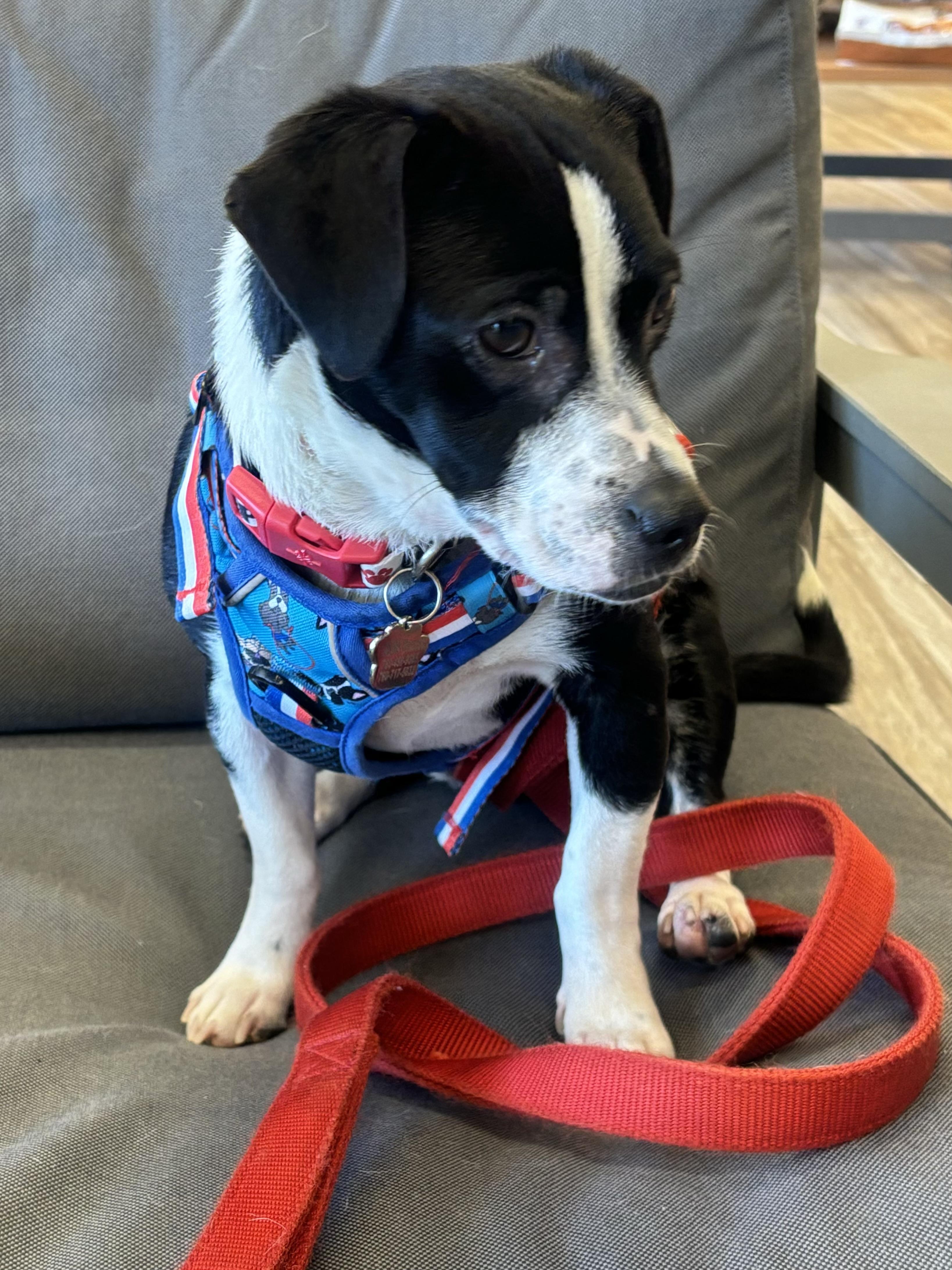 Enlarge Matteo, a ADOPTABLE mixed breed in Oceanside, CA image 2/2