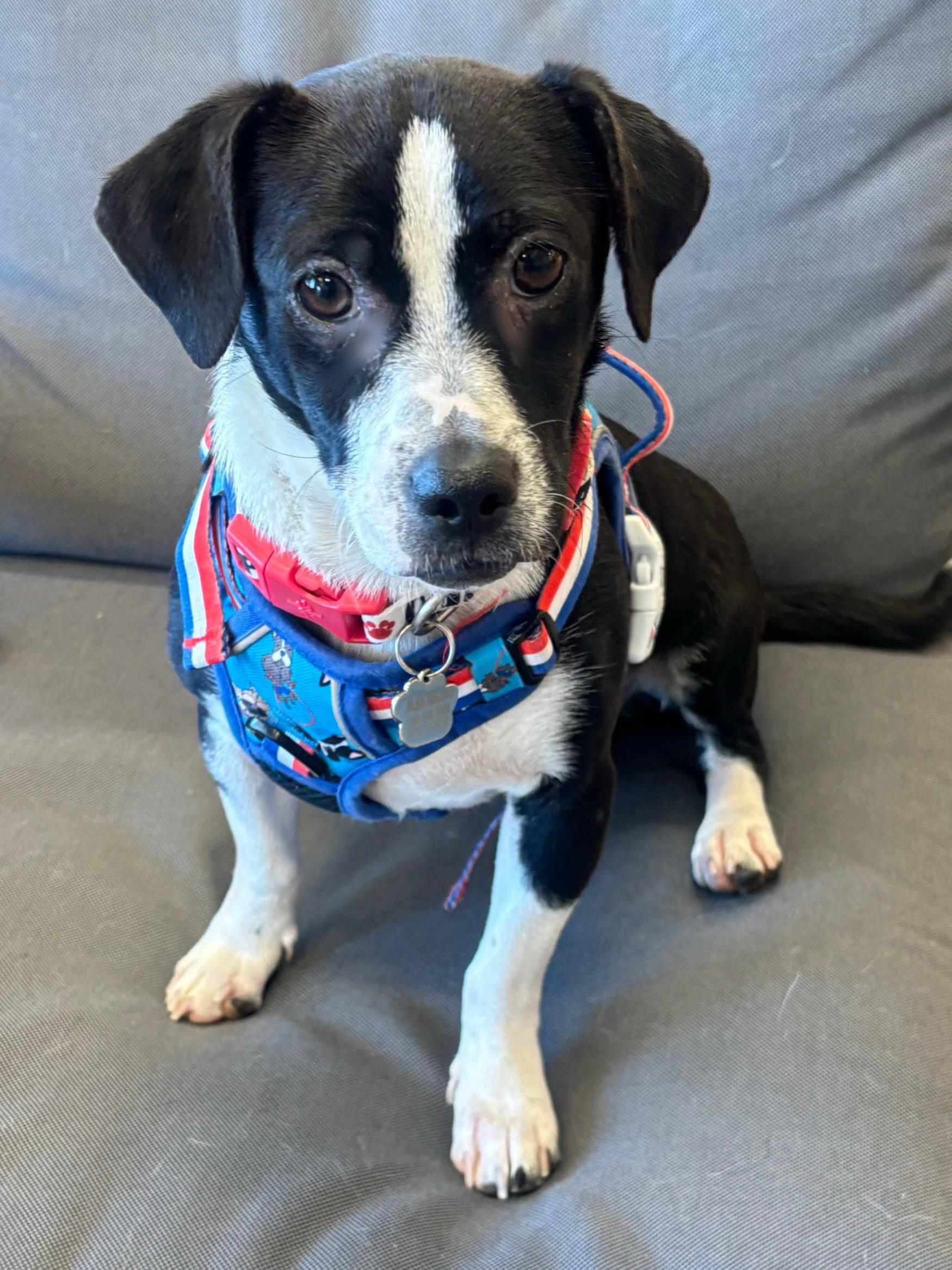 Matteo, ADOPTABLE, Puppy Male Dachshund & Chihuahua.