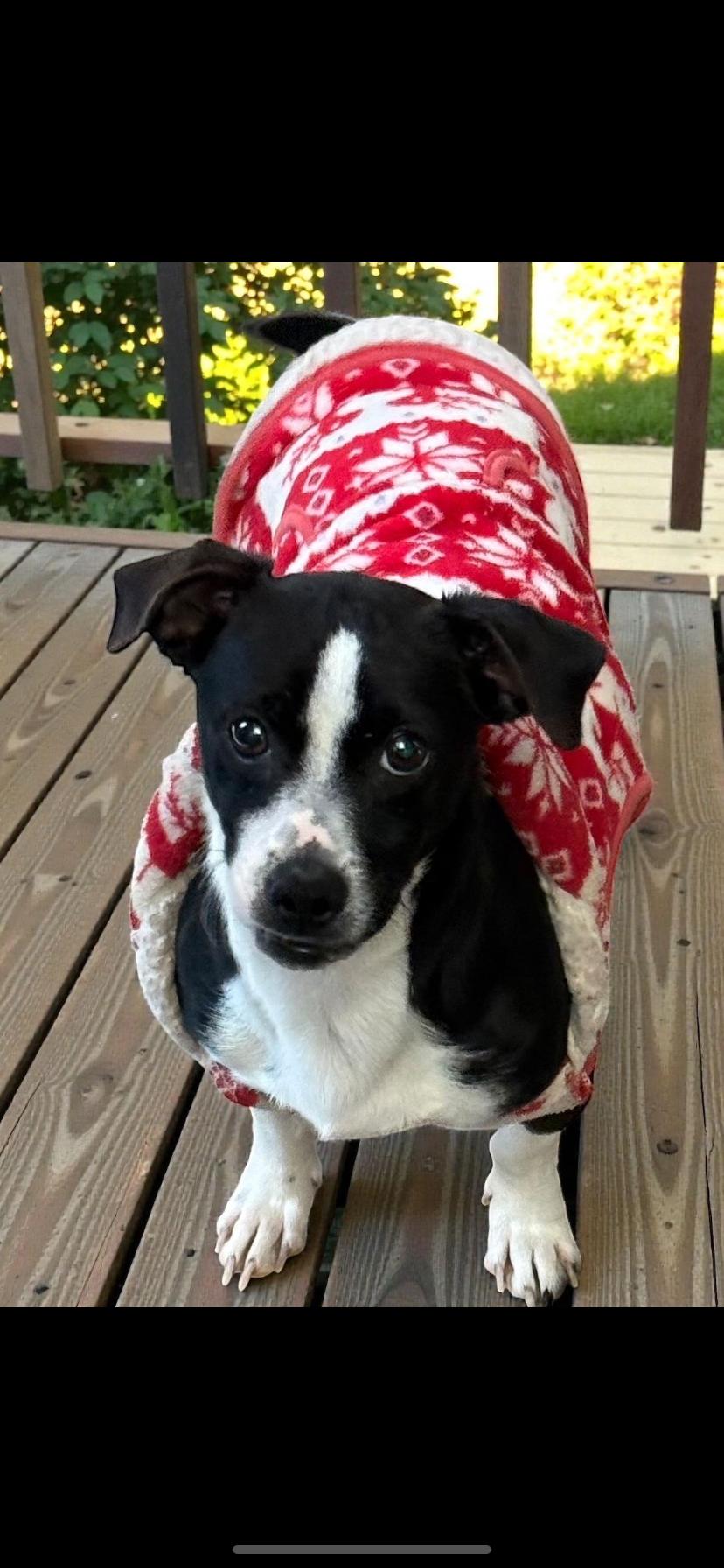 Matteo, a ADOPTABLE mixed breed in Oceanside, CA image 2/3