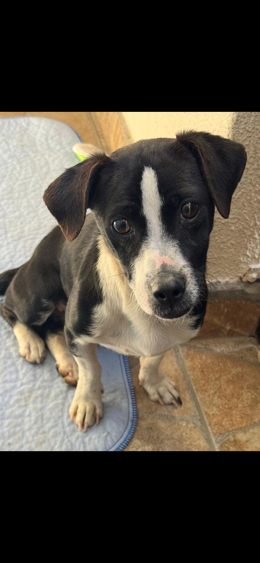 Matteo, ADOPTABLE, Puppy Male Dachshund & Chihuahua.