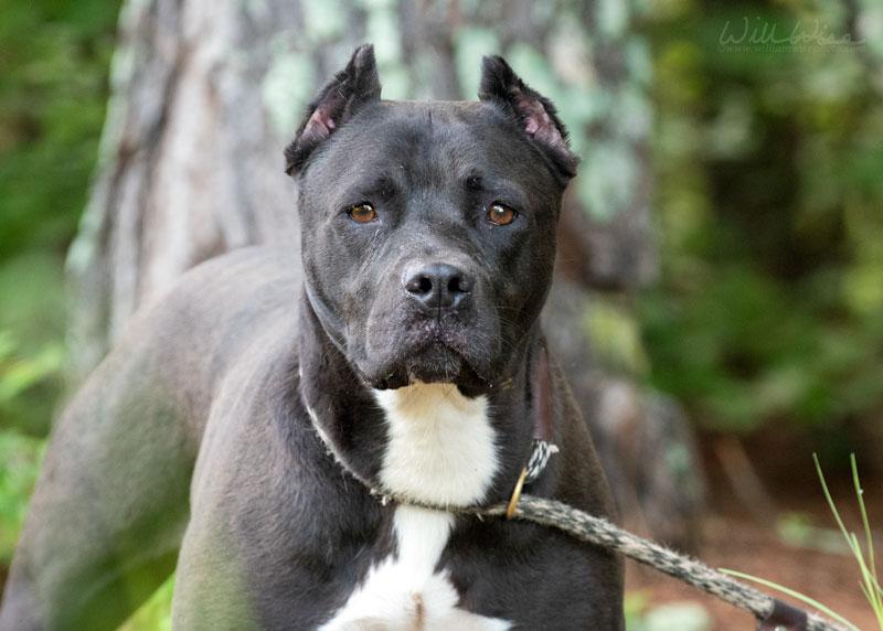 Diamond, a ADOPTABLE Pit Bull Terrier in Monroe, GA image 2/6