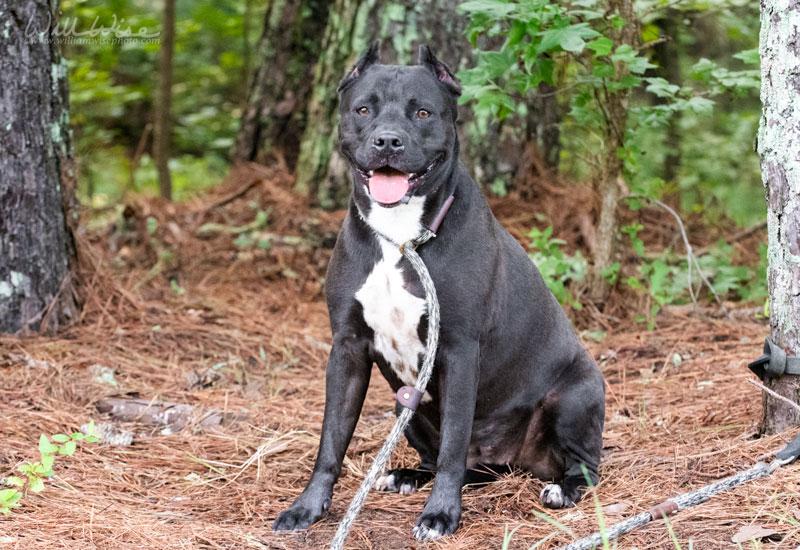 Diamond, a ADOPTABLE Pit Bull Terrier in Monroe, GA image 1/6