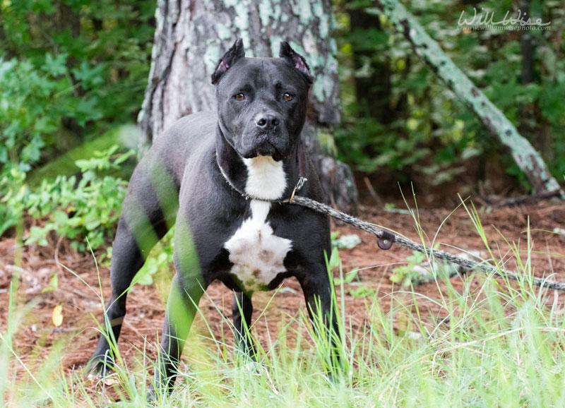 Diamond, a ADOPTABLE Pit Bull Terrier in Monroe, GA image 3/6