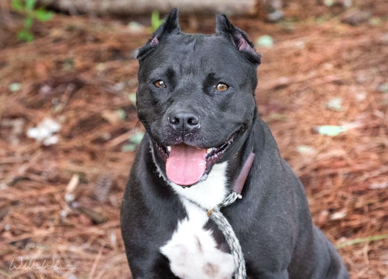 Diamond, a ADOPTABLE Pit Bull Terrier in Monroe, GA image 5/6