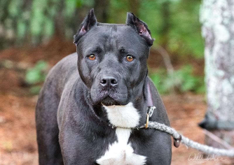 Diamond, a ADOPTABLE Pit Bull Terrier in Monroe, GA image 4/6