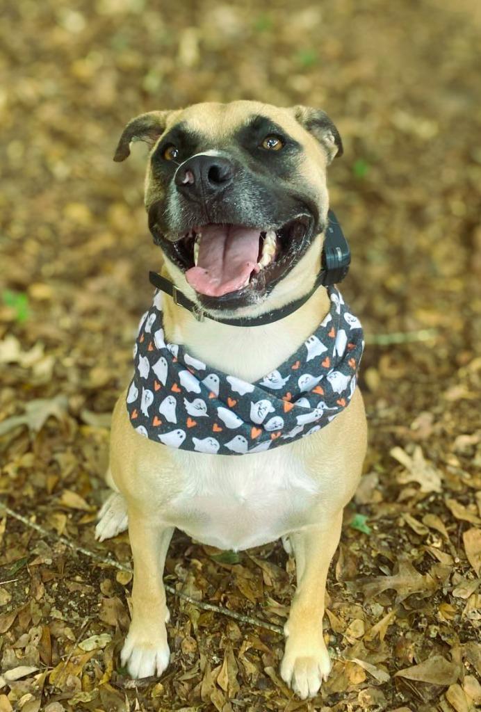 Oscar, Adoptable, Adult Male Black Mouth Cur & Mixed Breed.