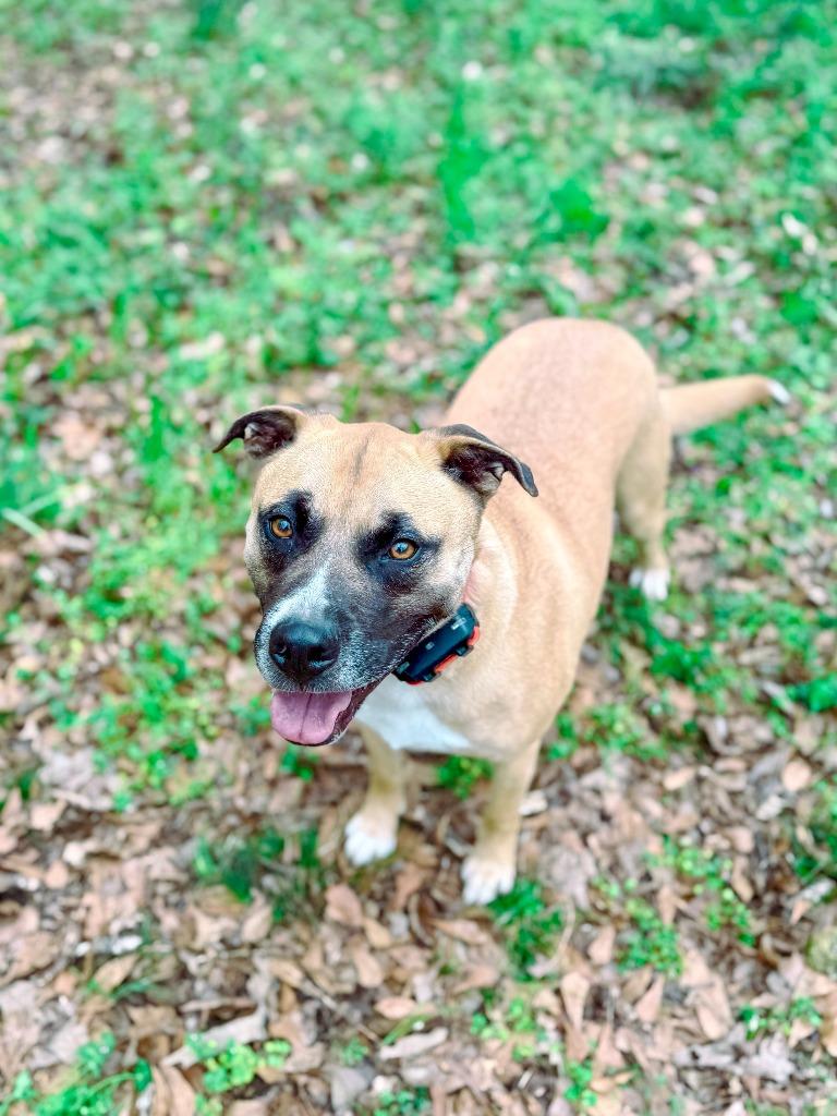 Oscar, Adoptable, Adult Male Black Mouth Cur & Mixed Breed.