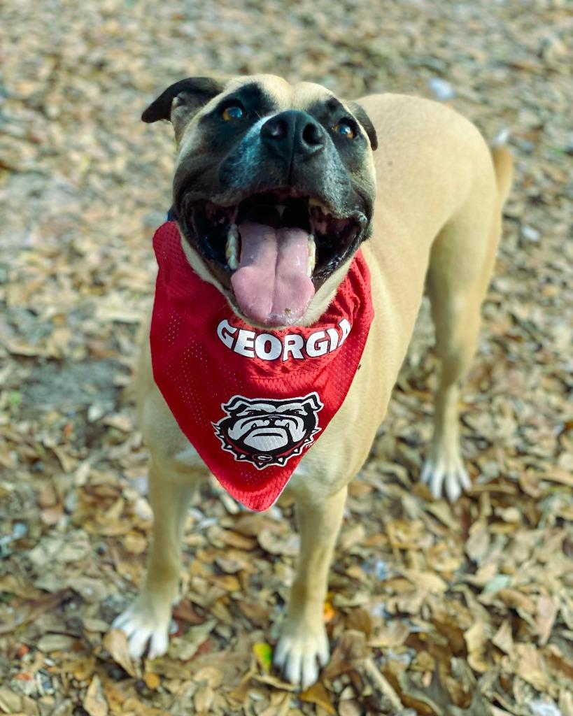 Oscar, a Adoptable mixed breed in Macon, GA image 1/6
