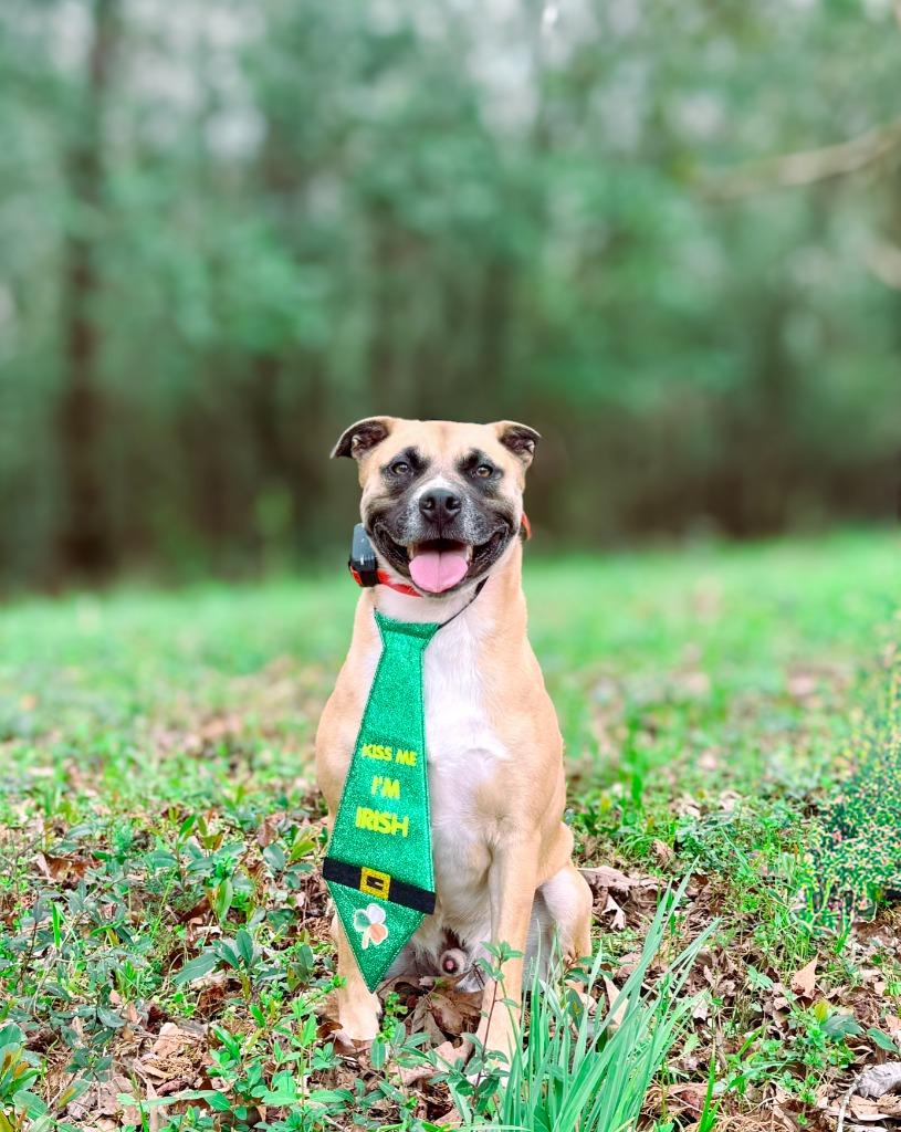 Oscar, a Adoptable mixed breed in Macon, GA image 3/6