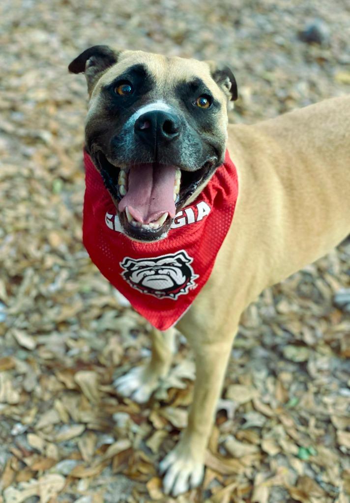 Enlarge Oscar, a Adoptable mixed breed in Macon, GA image 2/6