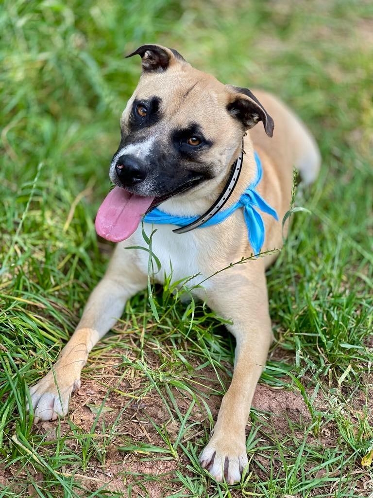 Enlarge Oscar, a Adoptable mixed breed in Macon, GA image 3/6