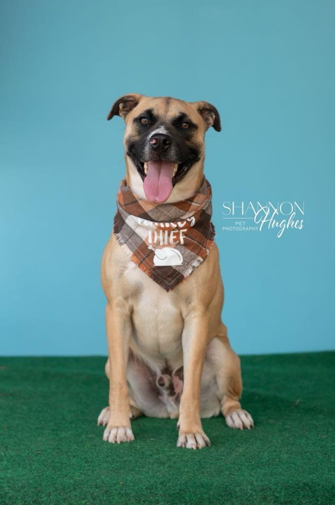 Enlarge Oscar, a Adoptable mixed breed in Macon, GA image 5/6