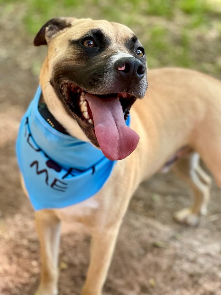 Oscar, a Adoptable mixed breed in Macon, GA image 5/6