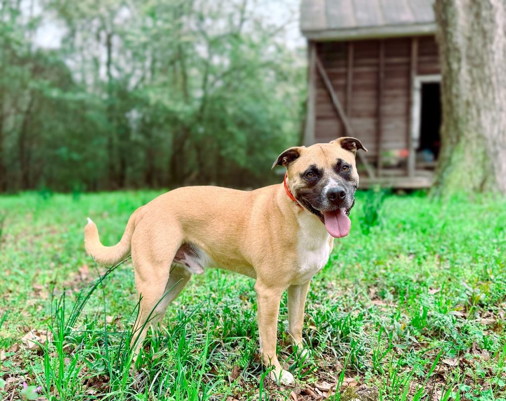 Oscar, a Adoptable mixed breed in Macon, GA image 6/6