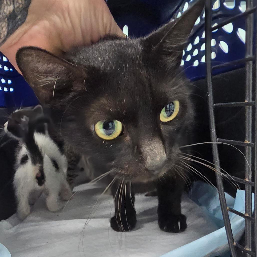 Whisky, Adoptable, Adult Female Domestic Short Hair.