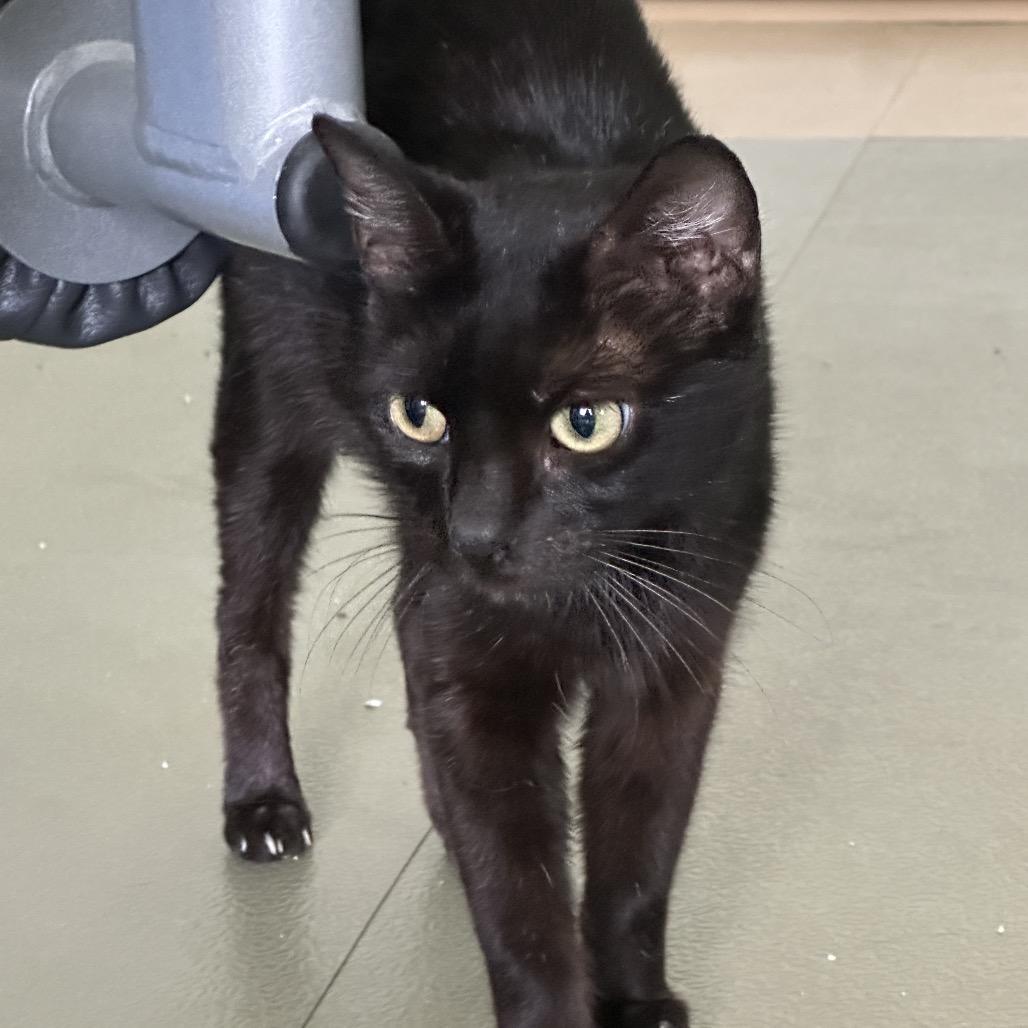 Whisky, a Adoptable Domestic Short Hair in Hamburg, NY image 2/3