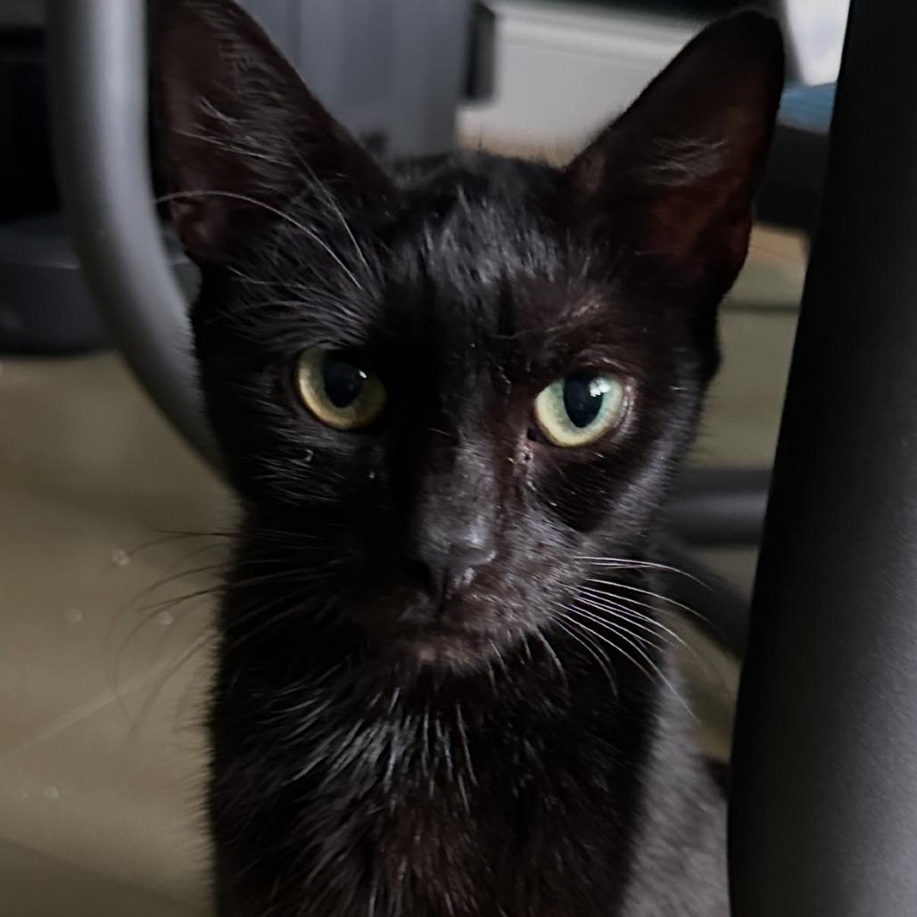 Whisky, a Adoptable Domestic Short Hair in Hamburg, NY image 3/3