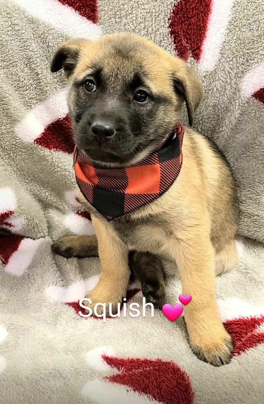 Squish