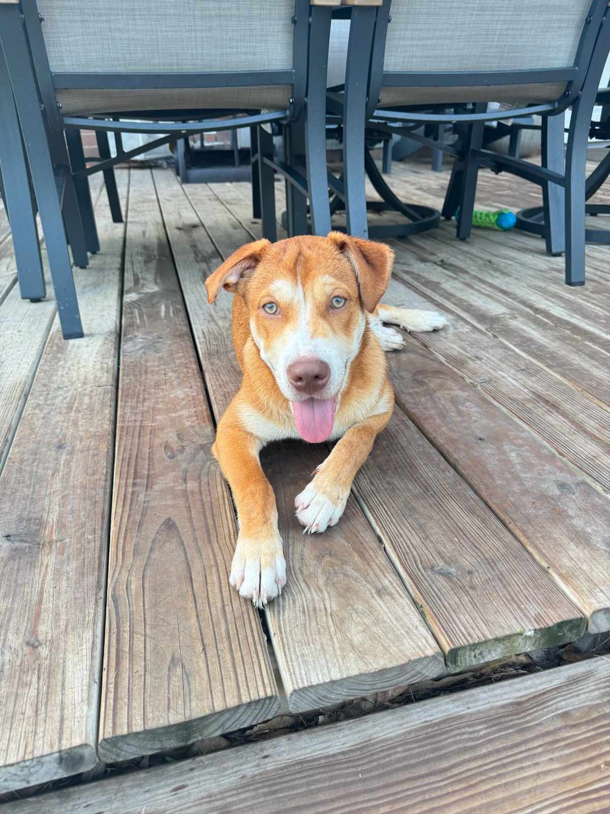 Taffy, Adoptable, Puppy Female Husky.