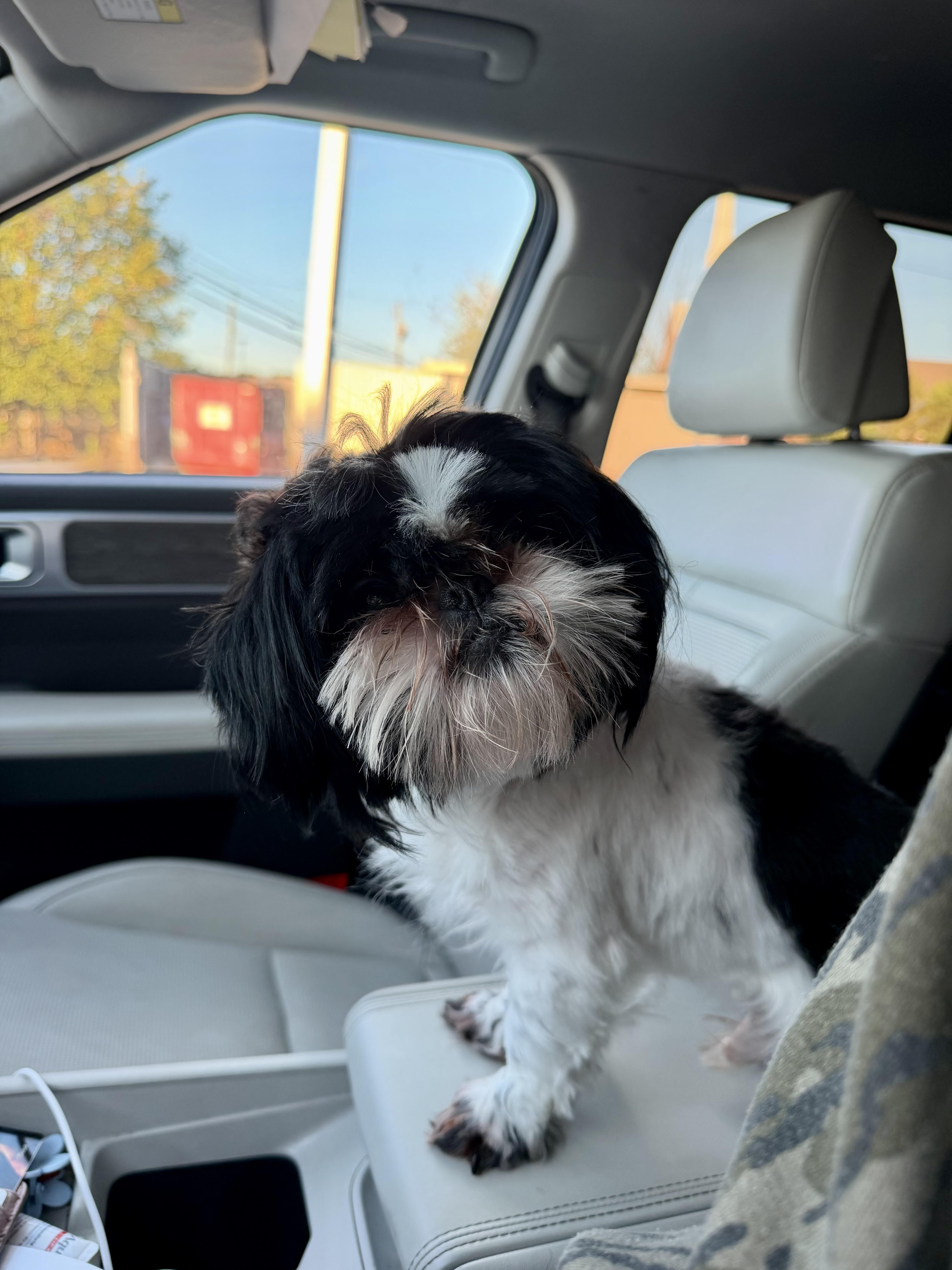 Enlarge ACE, a Adoptable Shih Tzu in Fosters, AL image 2/4