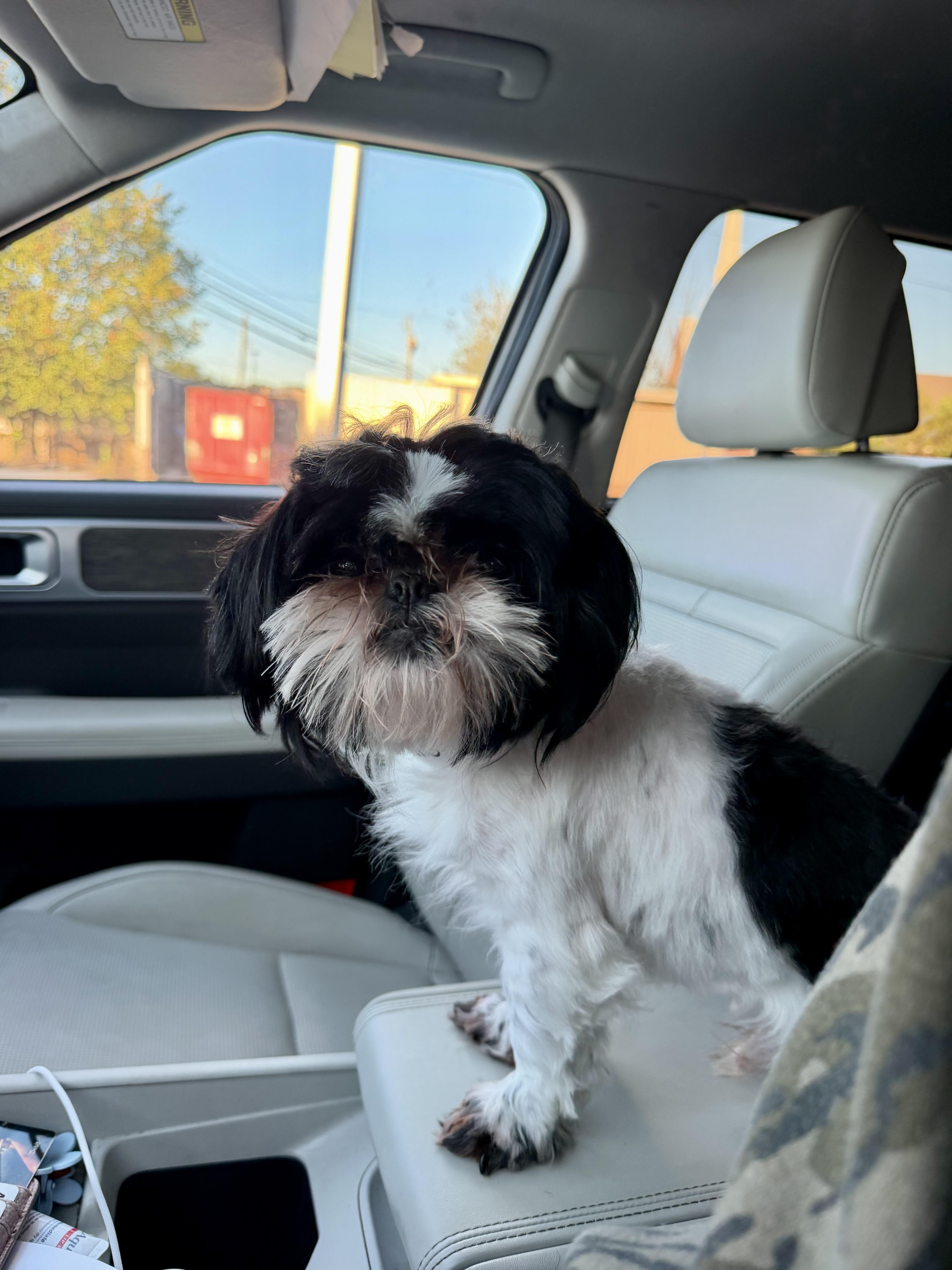 Enlarge ACE, a Adoptable Shih Tzu in Fosters, AL image 3/4