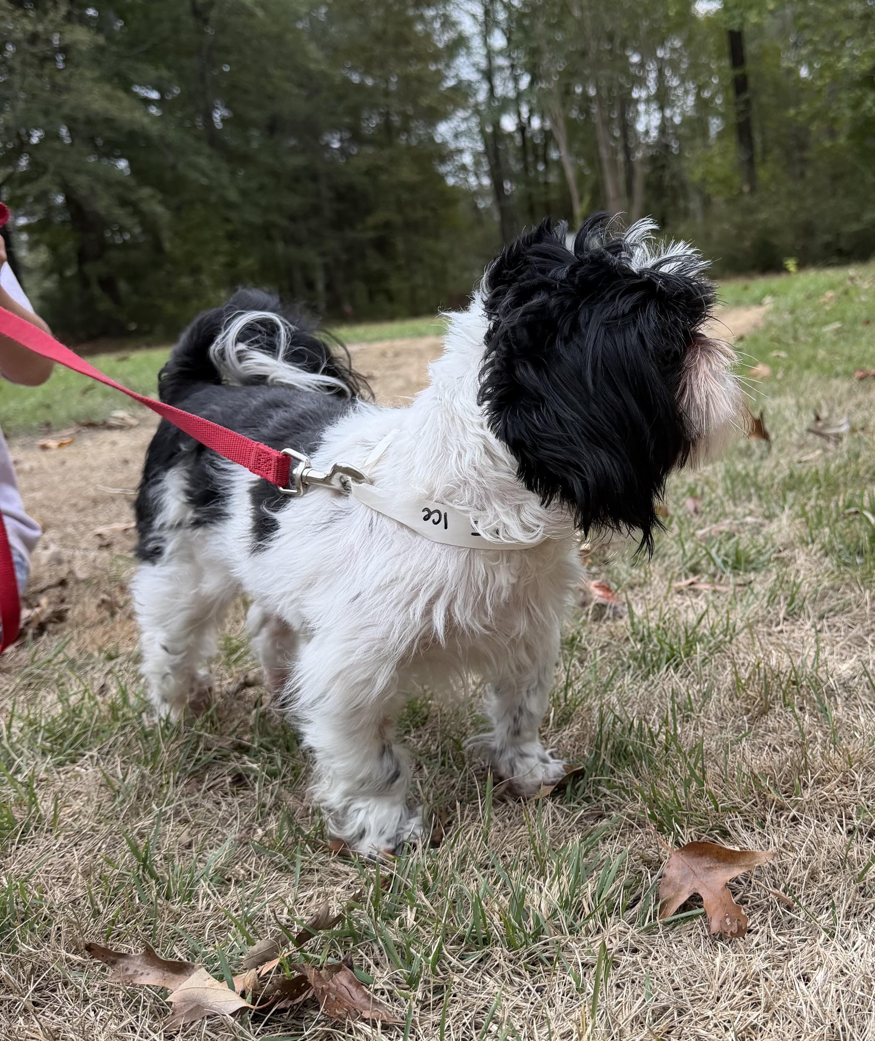 Enlarge ACE, a Adoptable Shih Tzu in Fosters, AL image 4/4