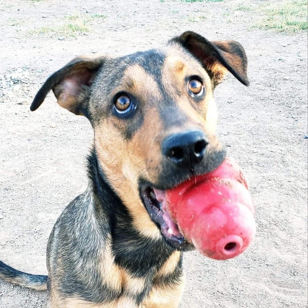 Meeka, Adoptable, Adult Female German Shepherd Dog.