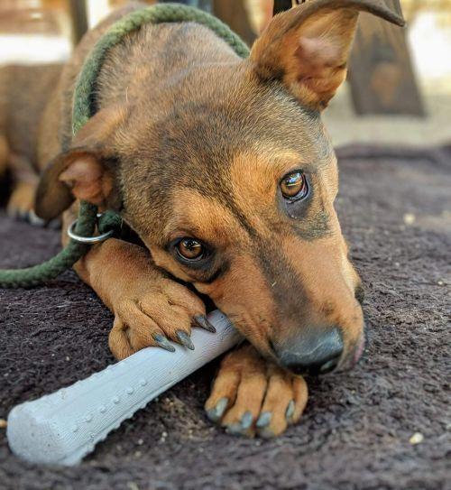 Enlarge Meeka, a Adoptable mixed breed in Phoenix, AZ image 2/6