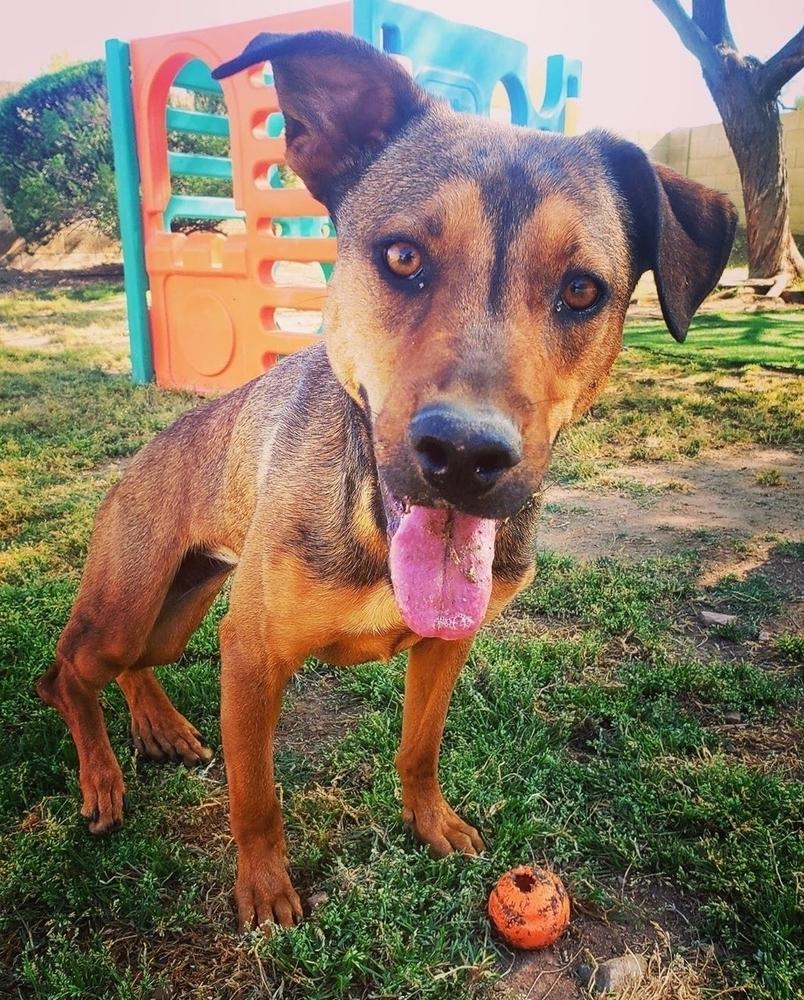 Enlarge Meeka, a Adoptable mixed breed in Phoenix, AZ image 3/6