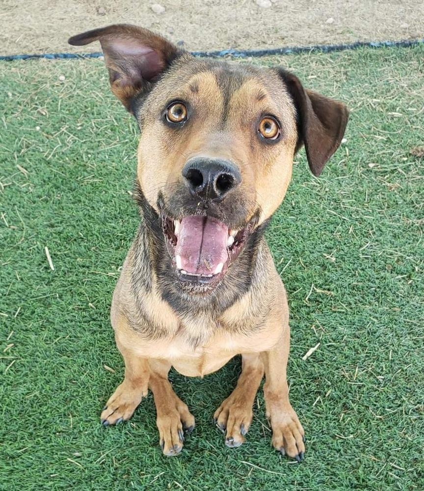 Enlarge Meeka, a Adoptable mixed breed in Phoenix, AZ image 4/6