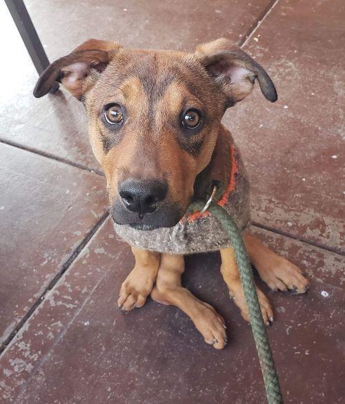 Enlarge Meeka, a Adoptable mixed breed in Phoenix, AZ image 5/6