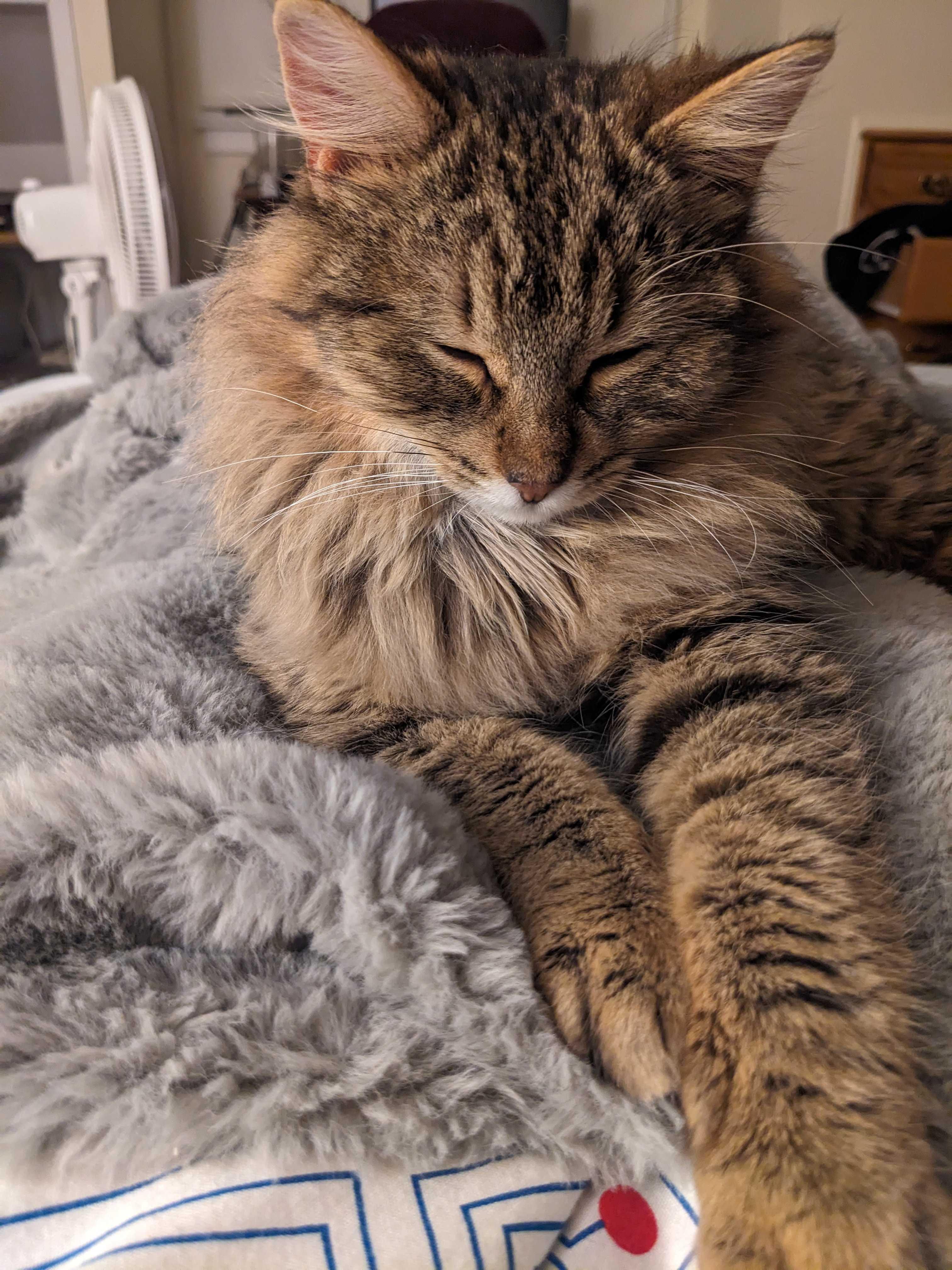 Enlarge Georgie & Goldie, a ADOPTABLE Domestic Long Hair in Wakefield, QC image 3/6