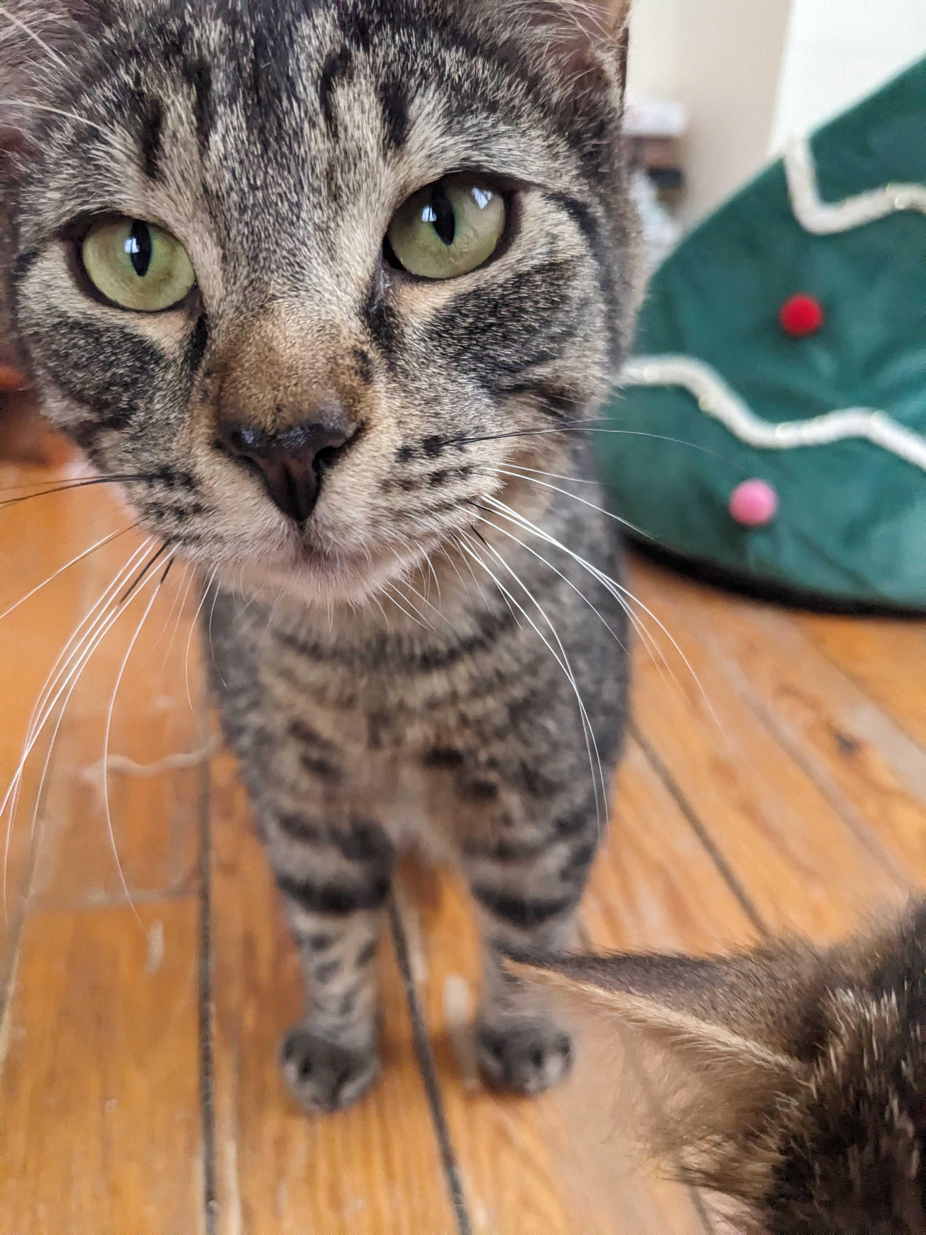 Enlarge Georgie & Goldie, a ADOPTABLE Domestic Long Hair in Wakefield, QC image 4/6