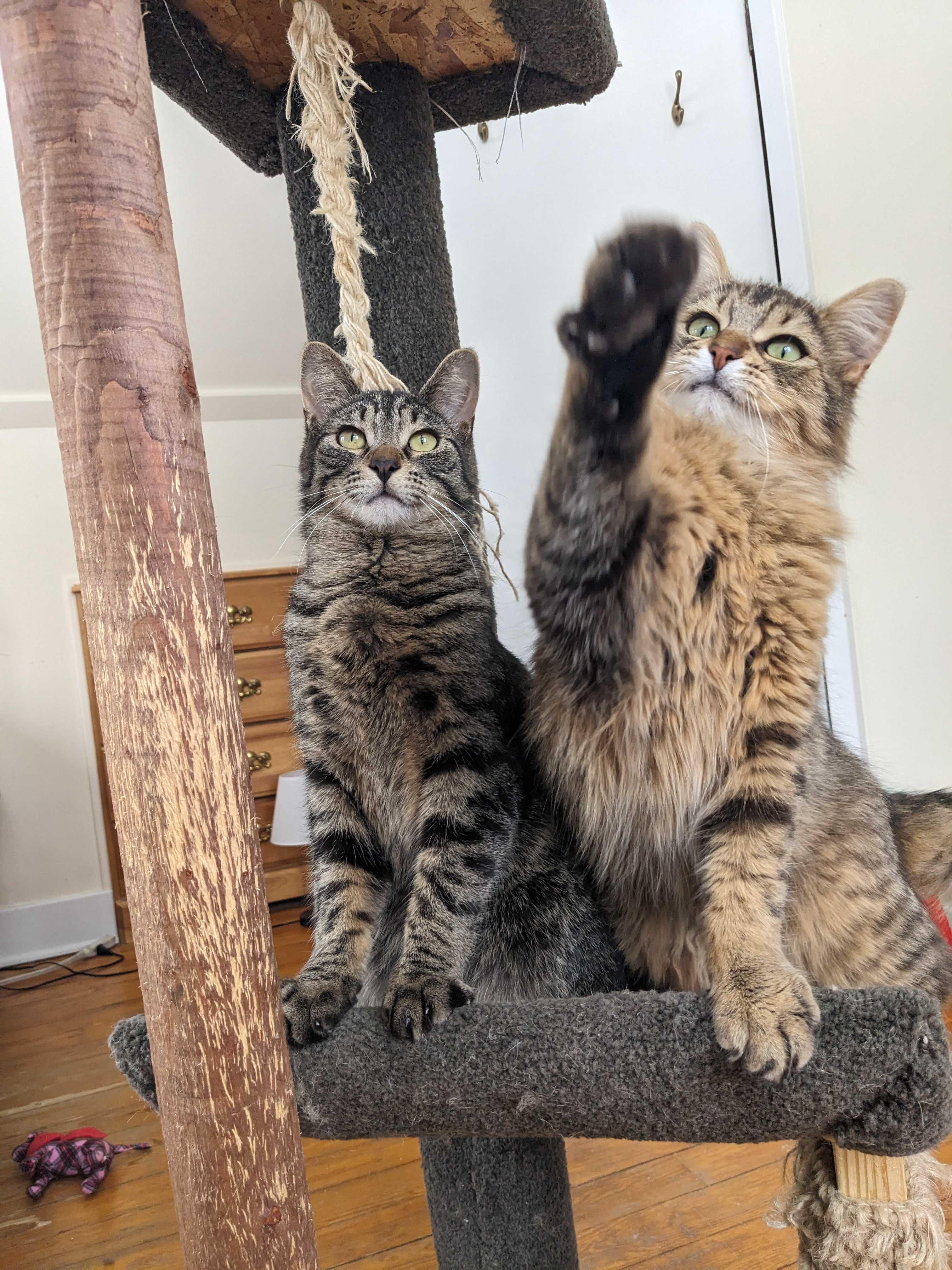 Enlarge Georgie & Goldie, a ADOPTABLE Domestic Long Hair in Wakefield, QC image 2/6