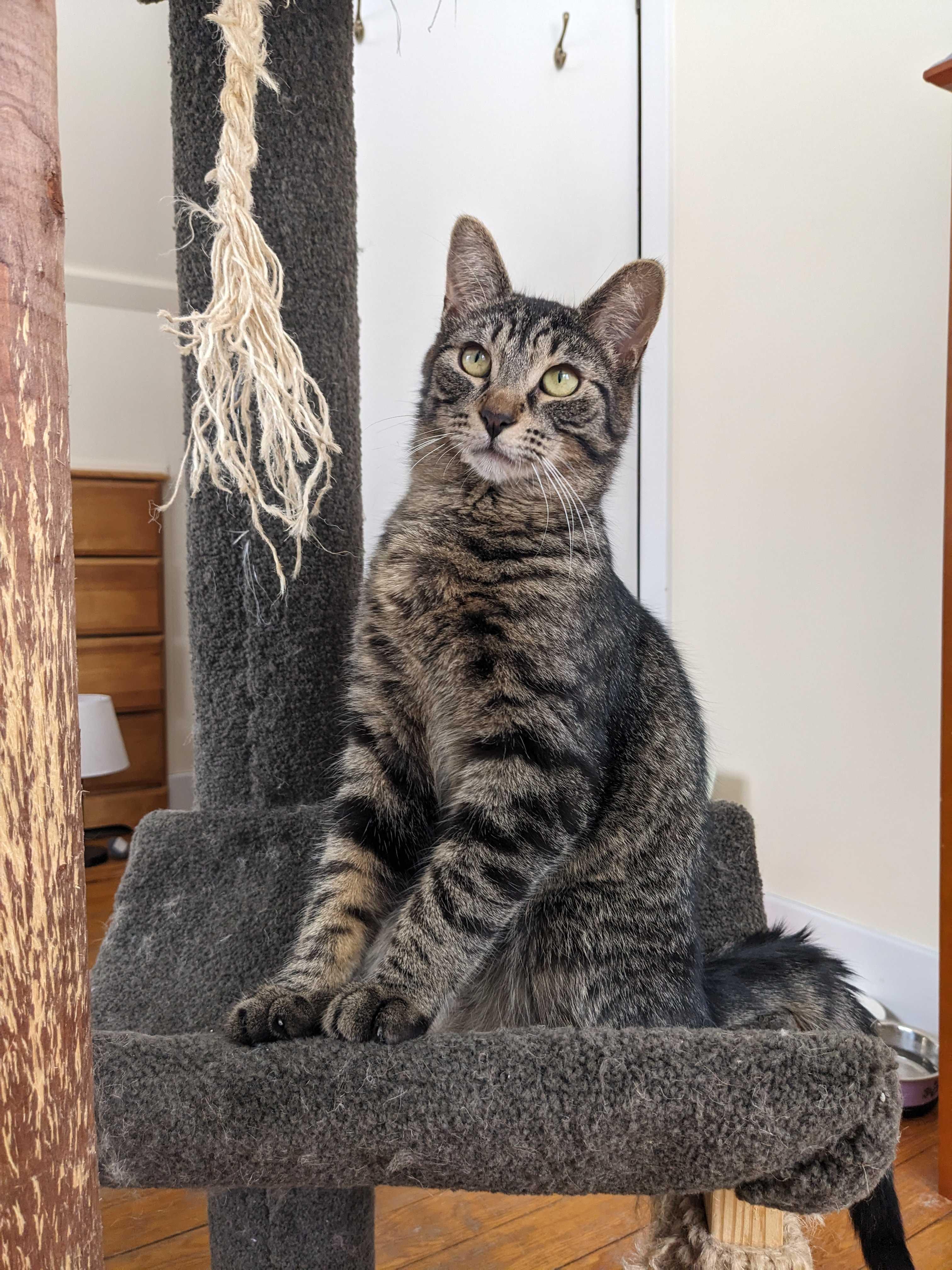 Enlarge Georgie & Goldie, a ADOPTABLE Domestic Long Hair in Wakefield, QC image 5/6