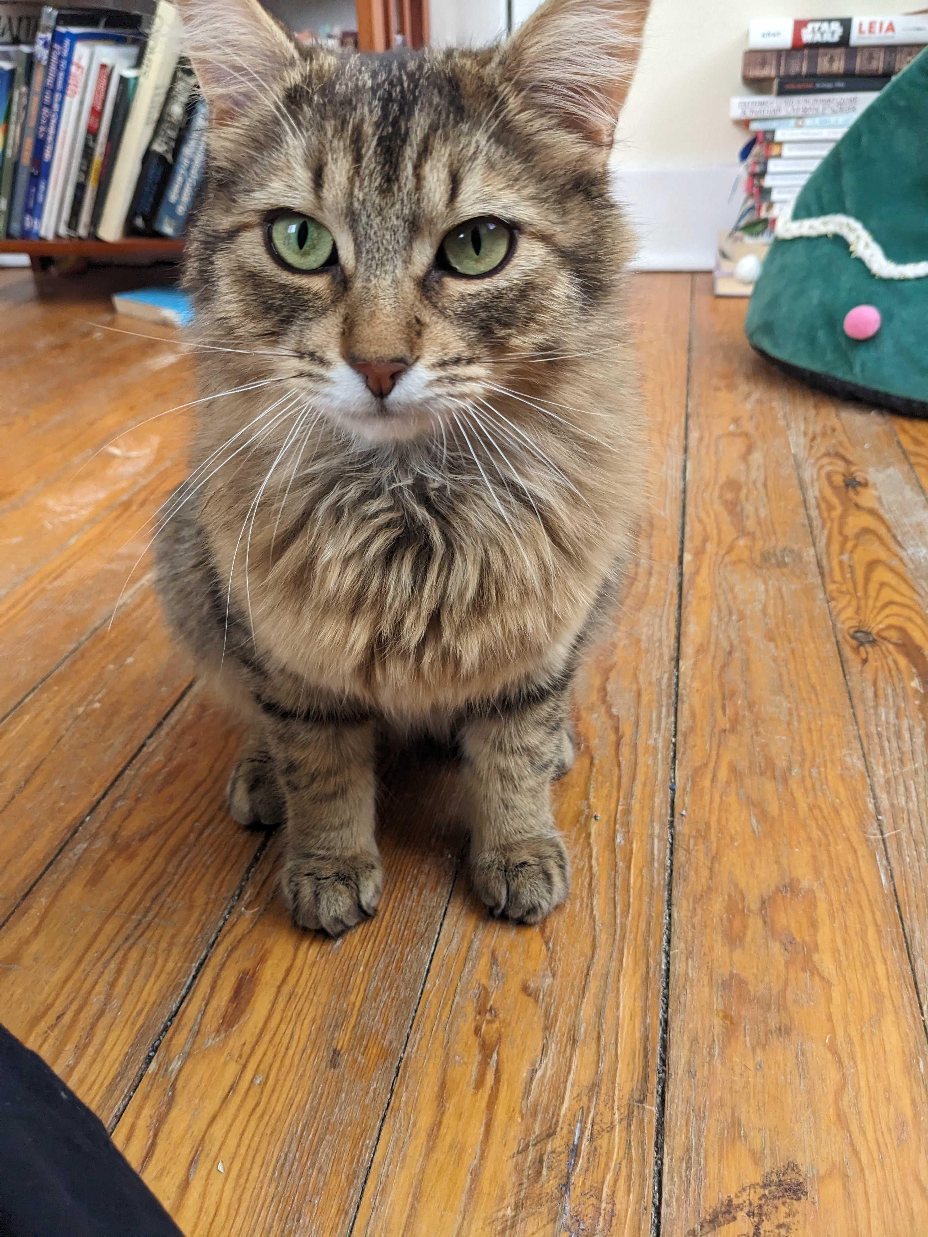 Enlarge Georgie & Goldie, a ADOPTABLE Domestic Long Hair in Wakefield, QC image 6/6