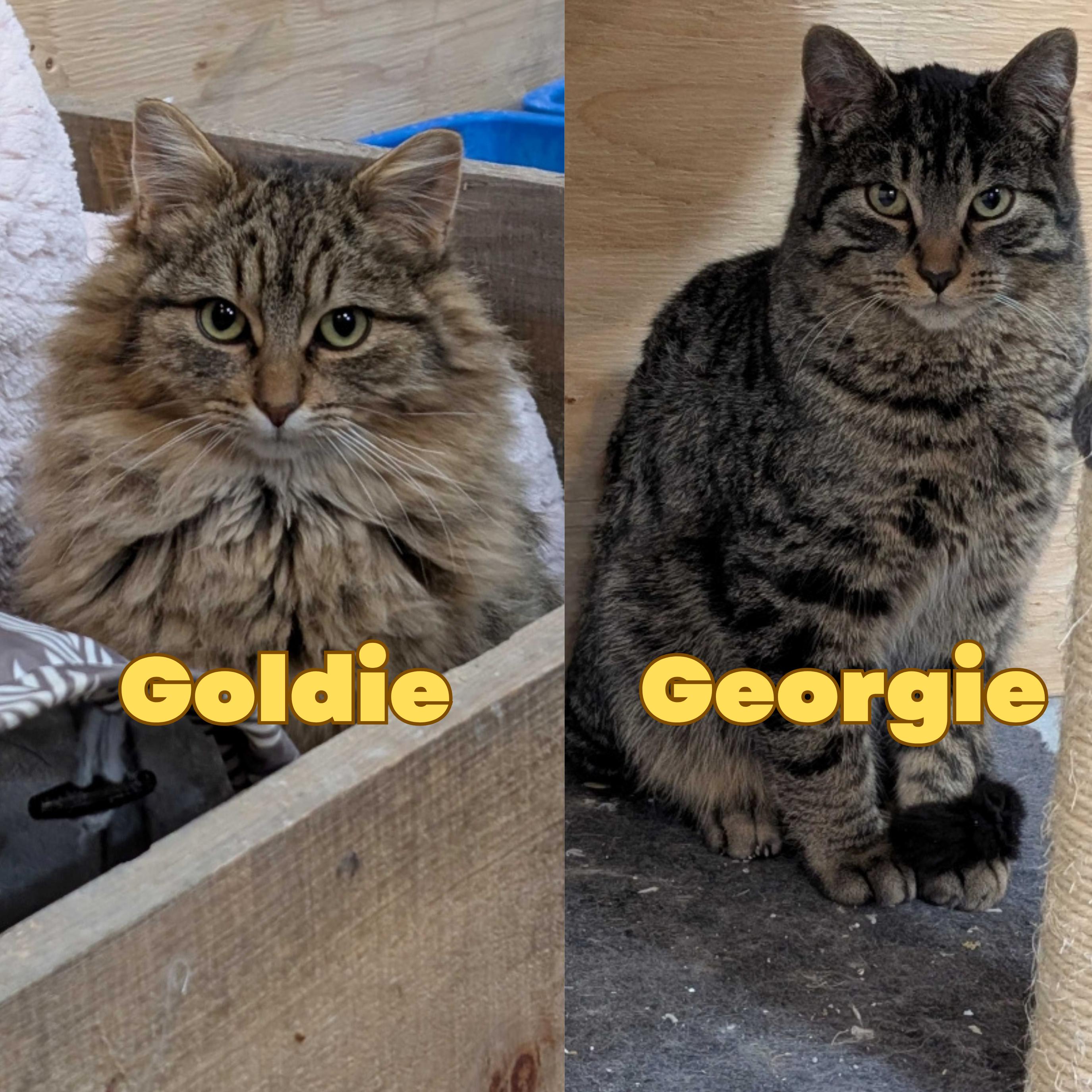 Georgie & Goldie, ADOPTABLE, Young Male Domestic Long Hair.