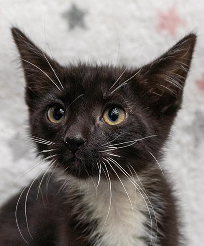 Xyra, adopted, Kitten Female Domestic Short Hair.