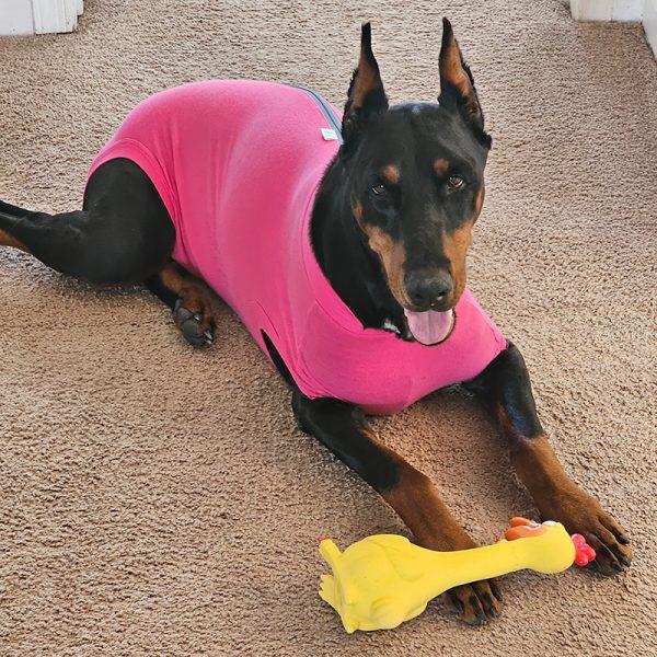 Enlarge Pepper, an adopted Doberman Pinscher in Arlington, VA image 5/5