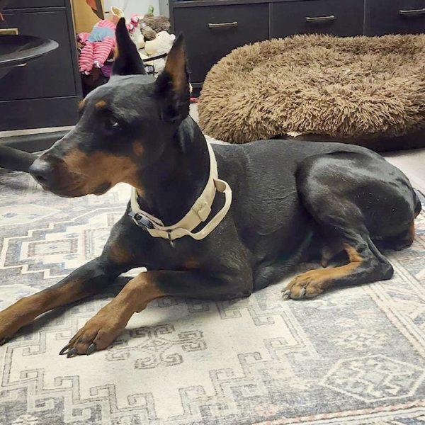 Enlarge Pepper, an adopted Doberman Pinscher in Arlington, VA image 1/5
