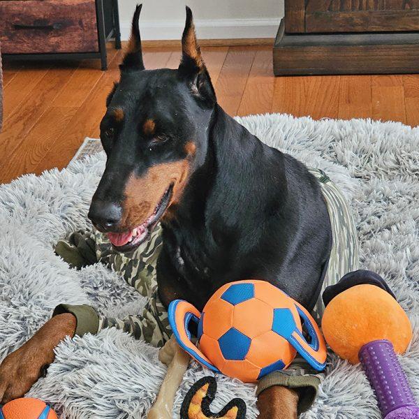 Enlarge Pepper, an adopted Doberman Pinscher in Arlington, VA image 2/5