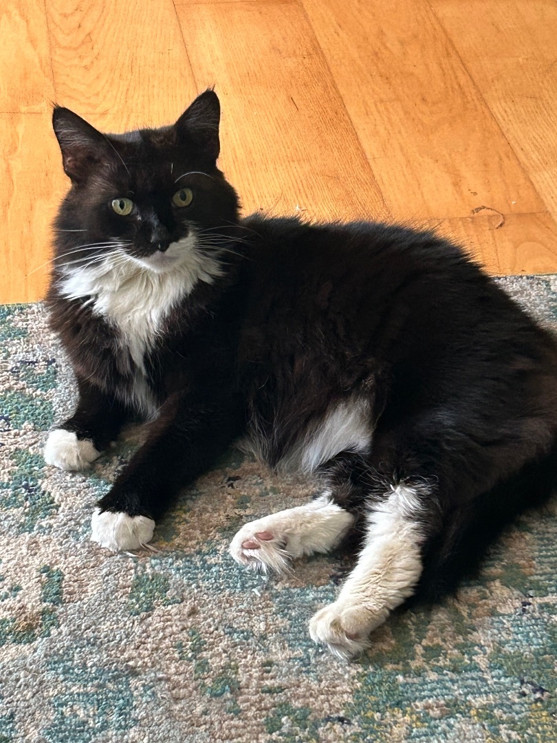 Clawdia, Adult Female Domestic Medium Hair