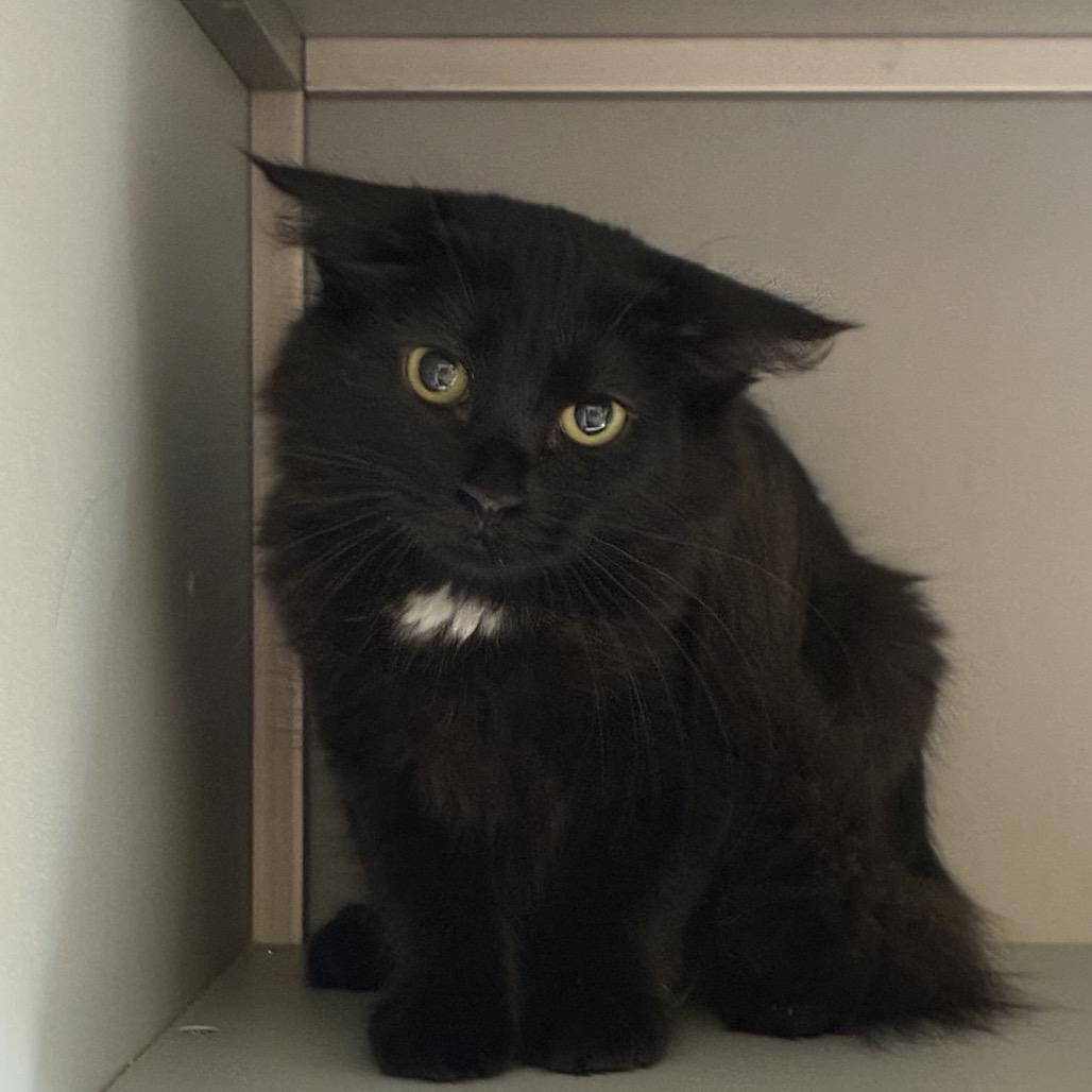 Enlarge Little Debbie, a Adoptable Domestic Long Hair in Columbus, NC image 1/3