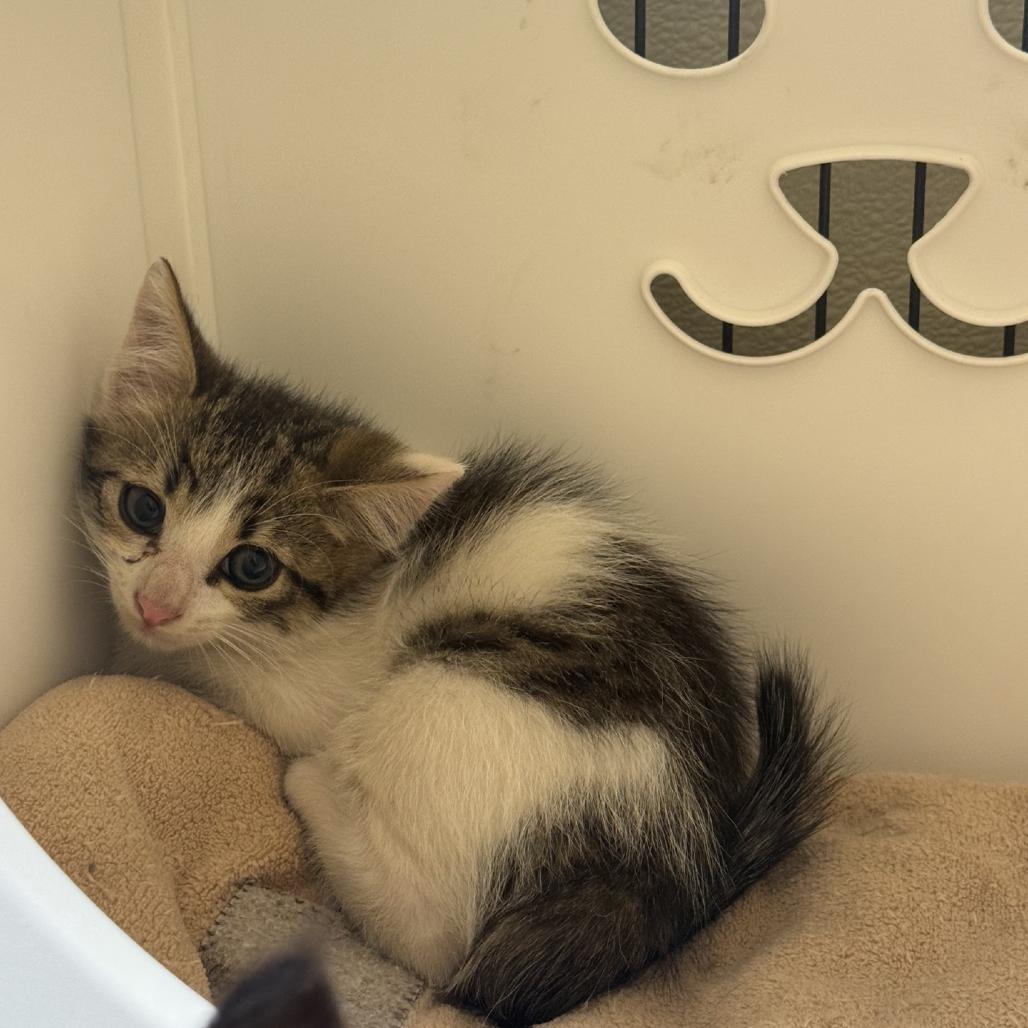 Enlarge Little Debbie, a Adoptable Domestic Long Hair in Columbus, NC image 2/3
