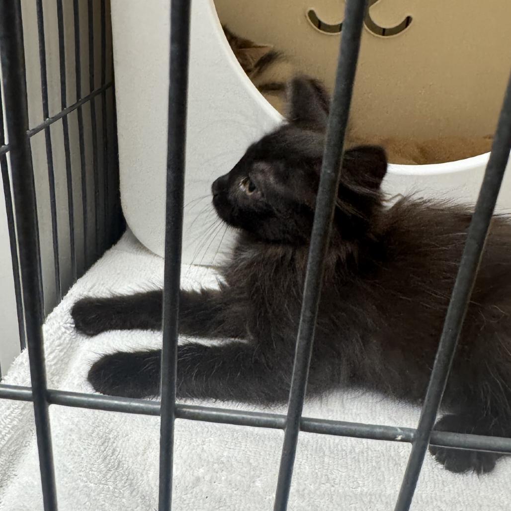 Enlarge Little Debbie, a Adoptable Domestic Long Hair in Columbus, NC image 3/3