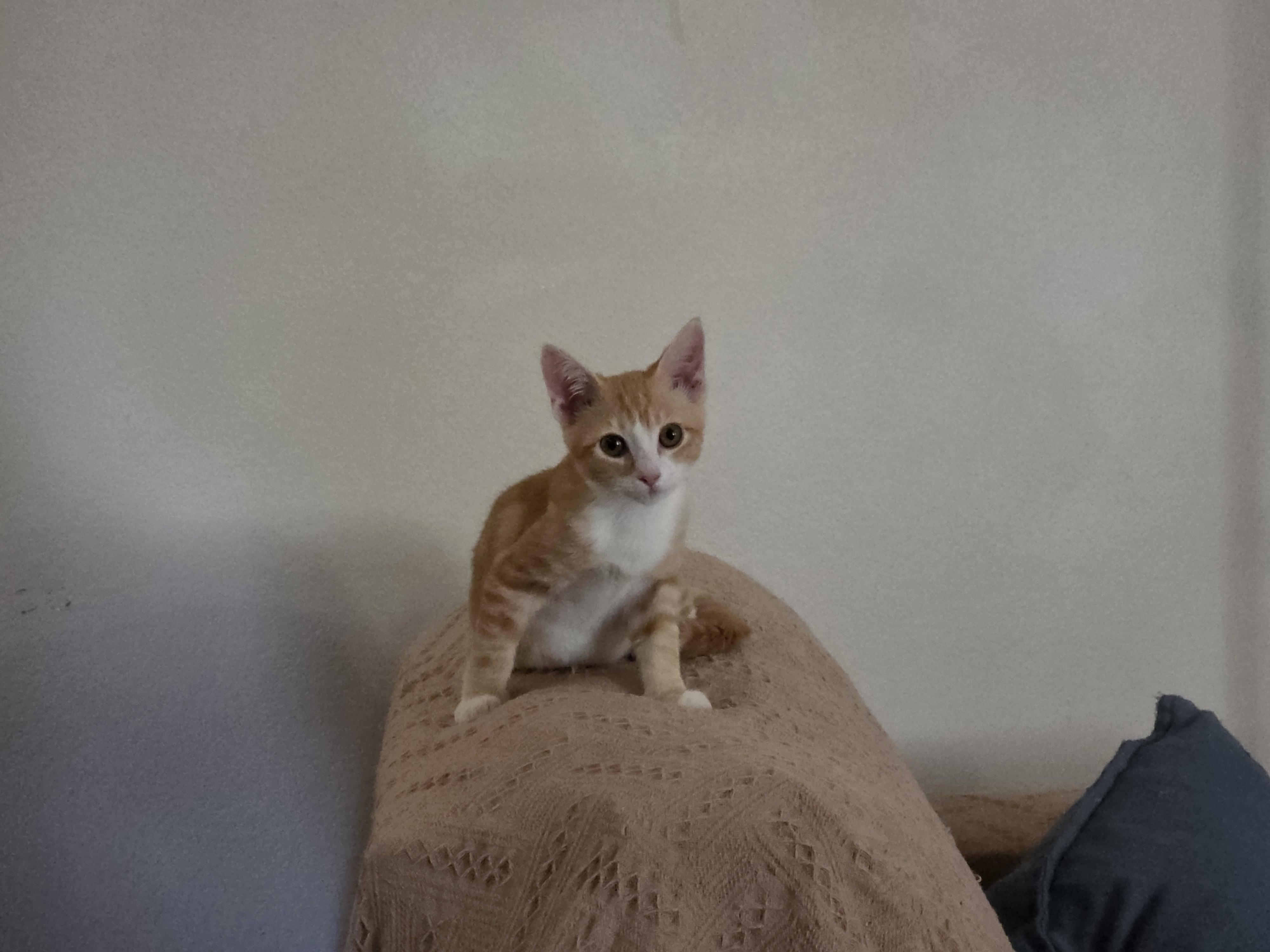 Enlarge Yoda, a ADOPTABLE Domestic Short Hair in Vacaville, CA image 1/5