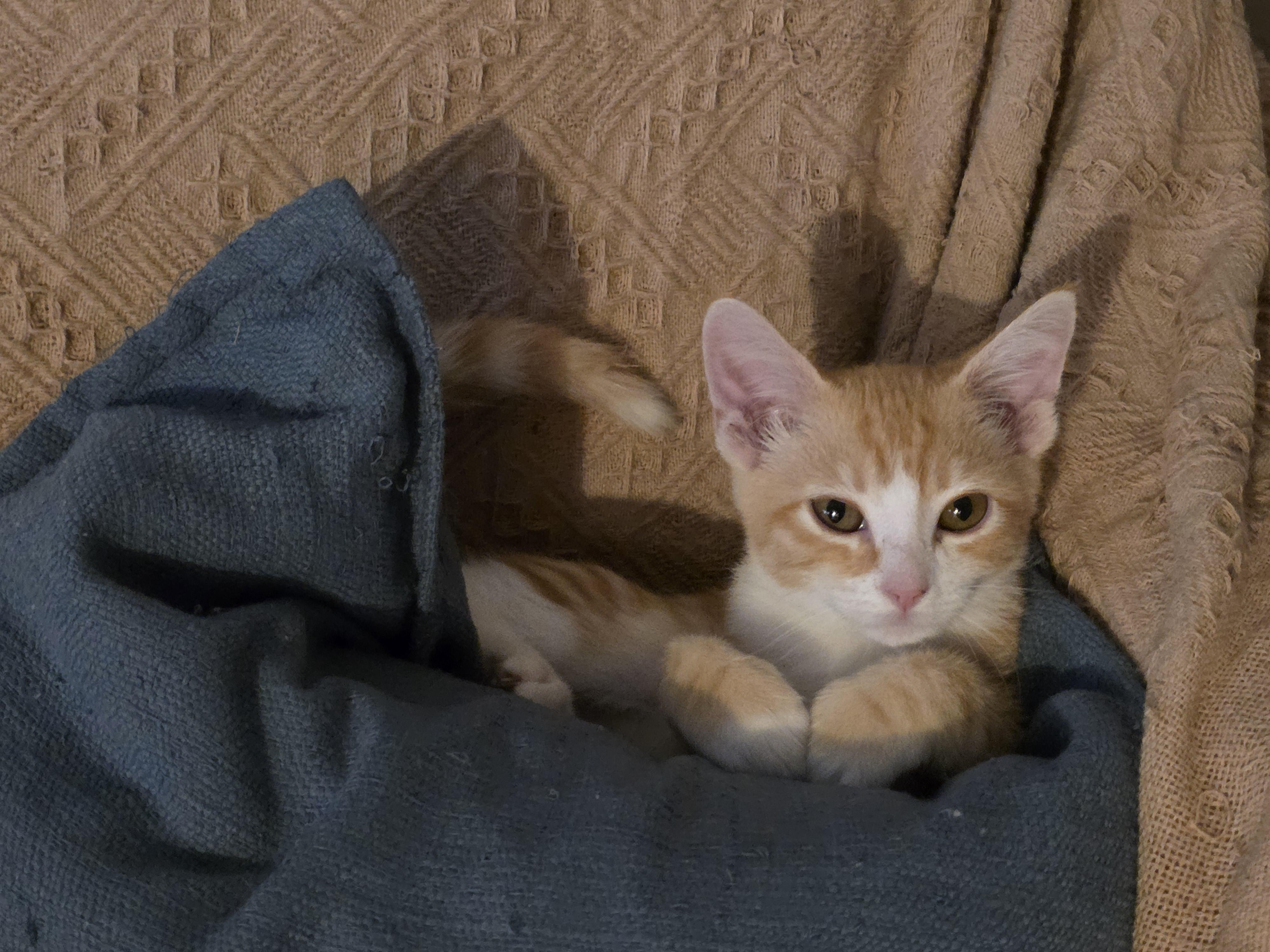 Enlarge Yoda, a ADOPTABLE Domestic Short Hair in Vacaville, CA image 4/5